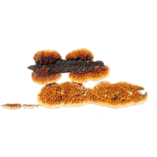 Protégez la santé de votre bien grâce au diagnostic mérule réalisé par nos experts